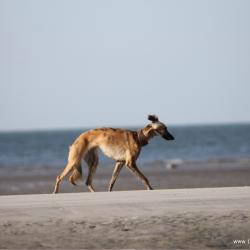 Strandläufer