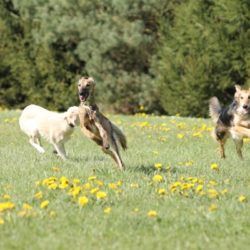 Rennmaus Badia mit rasanter Kurvenlage.